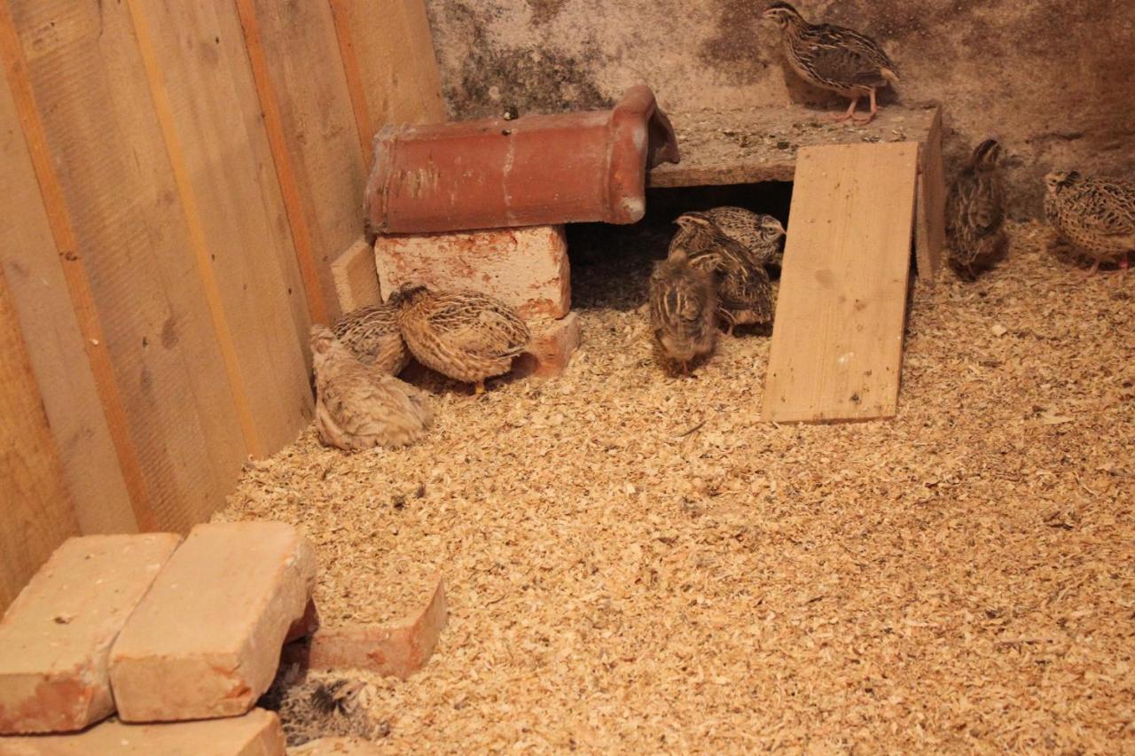 Ferienwohnungen Zwergbachhof Haunsheim Εξωτερικό φωτογραφία